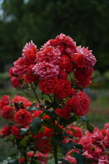 Cluster of Blossoming Red and Pink Roses (Rosa Lucieae)
