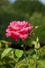 Pink Rose (rosa lucieae) Blooming in the Sunlight