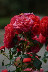 Pink Rose (Rosa Lucieae) in Cluster of Roses
