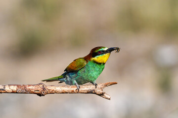 Colorful bird outdoors and wildlife. European bee-eater (Merops apiaster) in natural habitat. A strikingly beautiful colorful bird that can fly very well and winters in Africa as a migratory bird. 