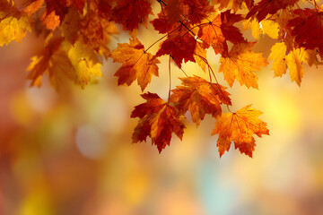 Autumn background