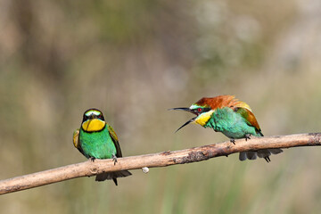 Colorful bird outdoors and wildlife. European bee-eater (Merops apiaster) in natural habitat. A strikingly beautiful colorful bird that can fly very well and winters in Africa as a migratory bird. 