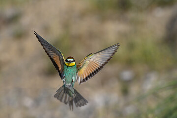 Colorful bird outdoors and wildlife. European bee-eater (Merops apiaster) in natural habitat. A strikingly beautiful colorful bird that can fly very well and winters in Africa as a migratory bird. 