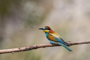 Colorful bird outdoors and wildlife. European bee-eater (Merops apiaster) in natural habitat. A strikingly beautiful colorful bird that can fly very well and winters in Africa as a migratory bird. 