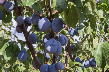 Close-up of ripe plums on a tree branch. Fresh juicy blue fruits in orchard with green leaves and...
