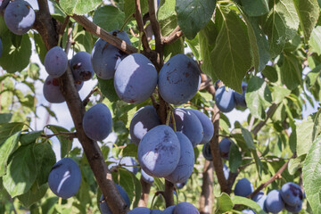 Close-up of ripe plums on a tree branch. Fresh juicy blue fruits in orchard with green leaves and...