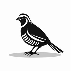 Quail Bird image vector. Black And White Illustration Quail Bird image Isolated On Background