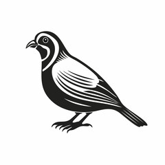 Quail Bird image vector. Black And White Illustration Quail Bird image Isolated On Background