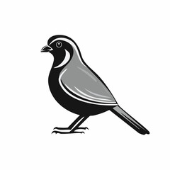 Quail Bird image vector. Black And White Illustration Quail Bird image Isolated On Background