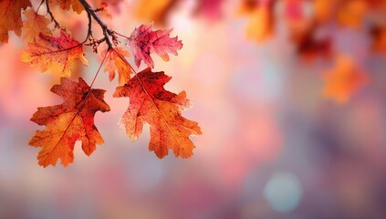 Fototapeta premium Autumn leaves on branch against soft, bokeh background