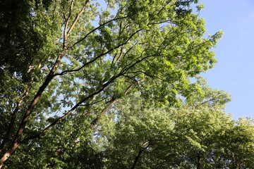 Beautiful trees with green leaves growing under blue sky, bottom view