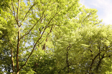 Beautiful trees with green leaves growing under blue sky, low angle view