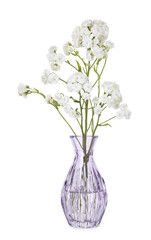 Beautiful gypsophila flowers in glass vase isolated on white