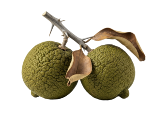 Two gnarled, sun-baked desert limes, shriveled chartreuse skins, connected by a thorny branch, brittle leaves, macro, on transparent background, copy space, concept of harsh endurance.