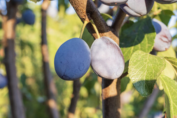 Close-up of ripe plums on a tree branch. Fresh juicy blue fruits in orchard with green leaves and...