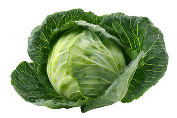 Fototapeta premium Close up of a whole, fresh green cabbage.