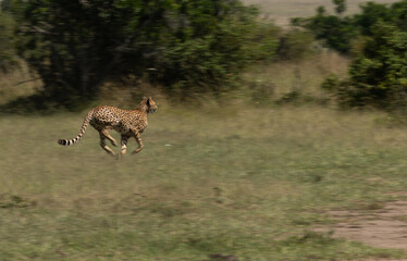 A panning shot of a Cheetah running after a prey at Masai Mara, Kenya