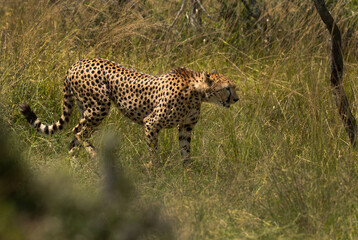 Naklejka premium A Cheetah walking in the grasland of Masai Mara, Kenya