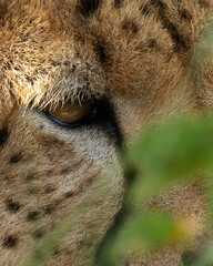 The eye of a Cheetah at Masai Mara, Kenya