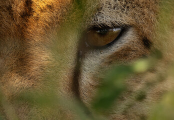 Closeup of a eye of a Cheetah at Masai Mara, Kenya