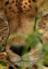 Closeup of a Cheetah resting with closed eyes at Masai Mara, Kenya