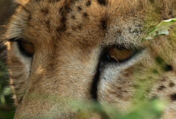 Closeup of eyes of Cheetah at Masai Mara, Kenya