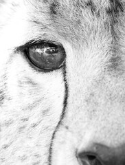 A highkey image of a eye and the tear mark of a Cheetah at Masai Mara, Kenya