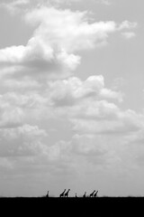 Silhouette of Giraffes at Masai Mara, Kenya