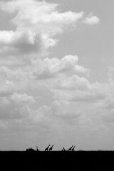 Silhouette of a tourist vehicle and Giraffes at Masai Mara, Kenya
