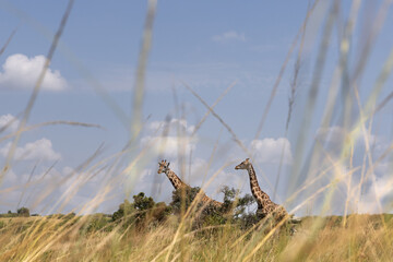 A pair of Giraffe through grasses at Masai Mara, Kenya