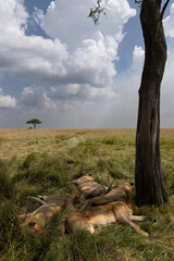 Male lions seperated form Rongai pride relaxing under tree at Masai Mara, Kenya