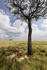 Male lions seperated form Rongai pride relaxing under tree at Masai Mara, Kenya