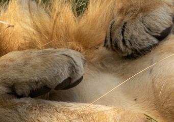 Close view of paws of lion at Masai Mara, Kenya