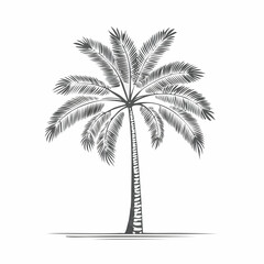 Coconut Tree Vector Images. Coconut Tree Vector Stock Illustrations on white background.