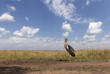A wide angle shot of a Marabou stork at Masai mara, Kenya