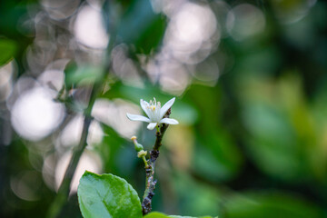 Nahaufnahme einer weißen Blüte auf einem Baum am Colca Canyon in Peru