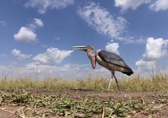 Closeup of a Marabou stork at Masai mara, Kenya