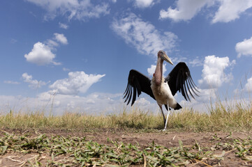 Portrait of a Marabou stork at Masai mara, Kenya