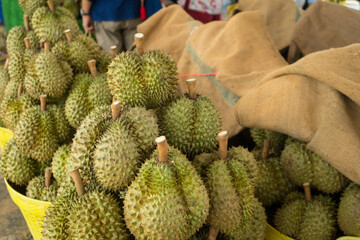 Group of fresh durians fruit prepare in the basket for sale to the buyer or packing for...