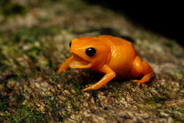 herpetofauna