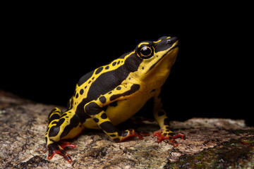 herpetofauna