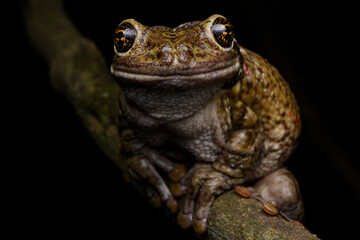 herpetofauna