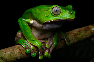herpetofauna
