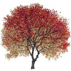 Pen and ink fall tree with hand colored leaves in shades of orange and yellow on transparent background