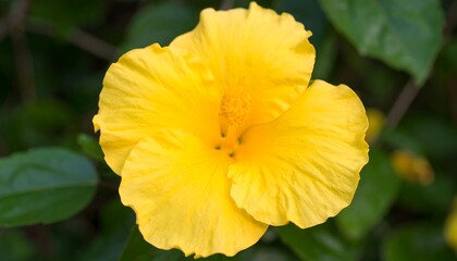 A vibrant yellow hibiscus flower blossoms brightly against a backdrop of out-of-focus green foliage.