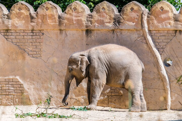 elephant in zoo