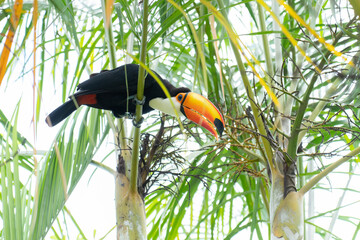 ネオパークオキナワのオニオオハシ　Ramphastos toco © Chiho Oki
