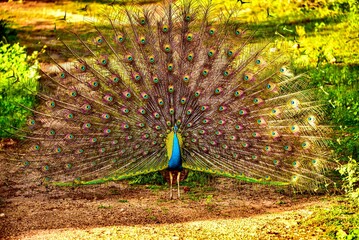 Obraz premium peacock with feathers