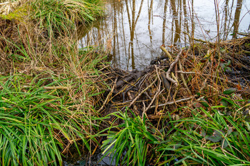Beavers built a dam in the forest in nature reserve Hoge Kempen, Belgium
