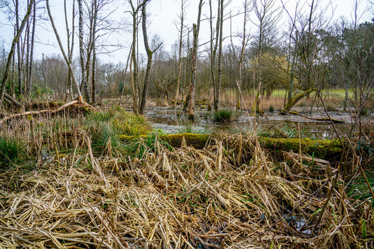 Forest floaded by beavers in nature reserve Hoge Kempen, Belgium

